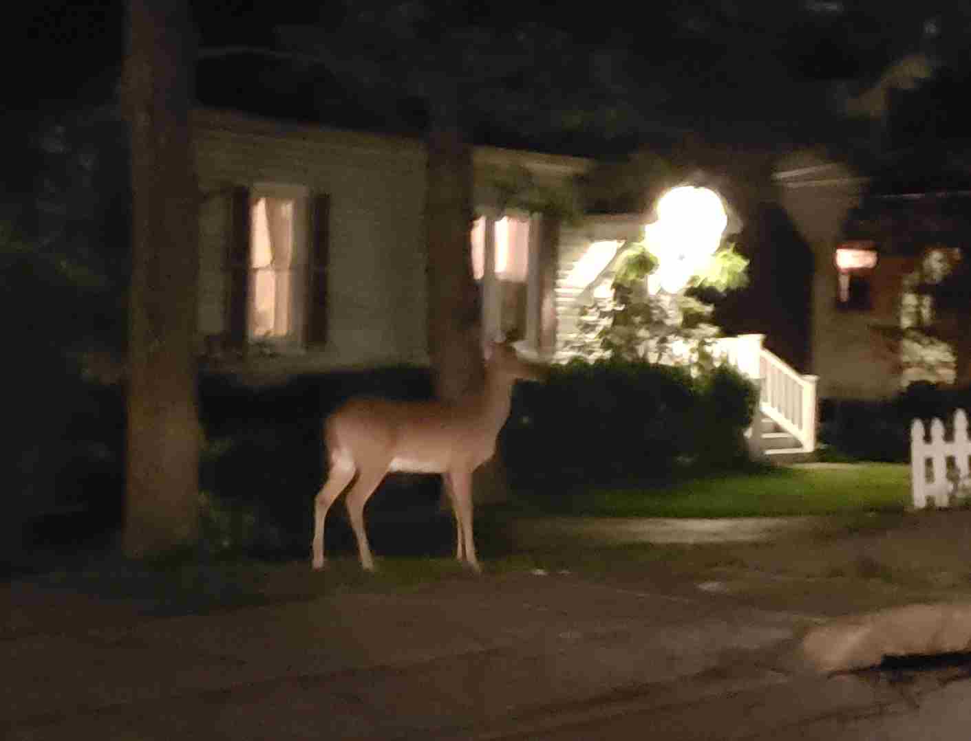 2018-05-15 Deer.jpg